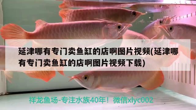 延津哪有專門賣魚缸的店啊圖片視頻(延津哪有專門賣魚缸的店啊圖片視頻下載)