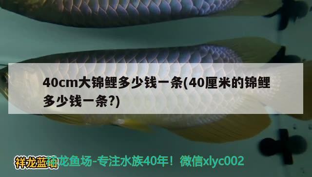 40cm大錦鯉多少錢一條(40厘米的錦鯉多少錢一條?) 觀賞魚