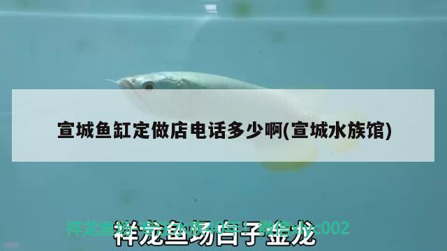 宣城魚缸定做店電話多少啊(宣城水族館)