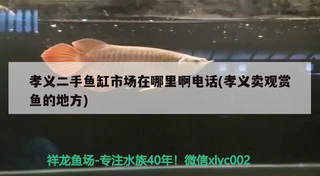 孝義二手魚缸市場在哪里啊電話(孝義賣觀賞魚的地方)