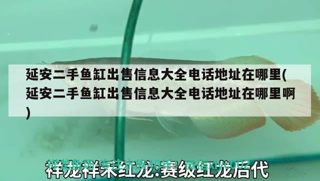 延安二手魚缸出售信息大全電話地址在哪里(延安二手魚缸出售信息大全電話地址在哪里啊) 埃及神仙魚