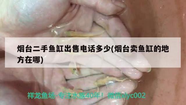 煙臺二手魚缸出售電話多少(煙臺賣魚缸的地方在哪) 野生地圖魚