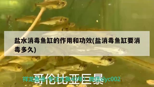 鹽水消毒魚缸的作用和功效(鹽消毒魚缸要消毒多久)