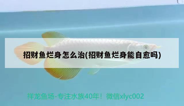 招財魚爛身怎么治(招財魚爛身能自愈嗎)