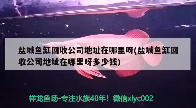 鹽城魚缸回收公司地址在哪里呀(鹽城魚缸回收公司地址在哪里呀多少錢)