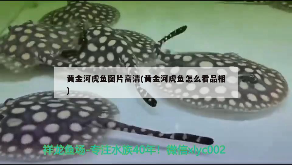 黃金河虎魚圖片高清(黃金河虎魚怎么看品相) 虎魚百科