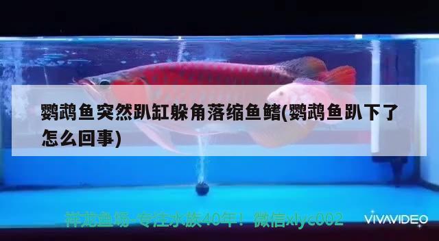 鸚鵡魚突然趴缸躲角落縮魚鰭(鸚鵡魚趴下了怎么回事)