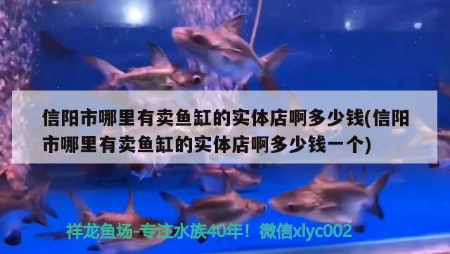 信陽市哪里有賣魚缸的實體店啊多少錢(信陽市哪里有賣魚缸的實體店啊多少錢一個) 豹紋夫魚苗