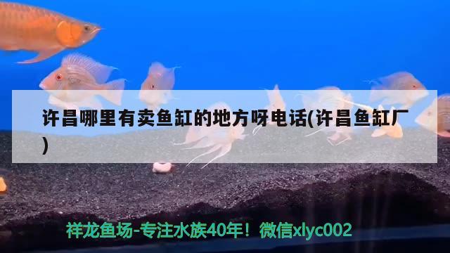 許昌哪里有賣魚缸的地方呀電話(許昌魚缸廠) 魟魚百科