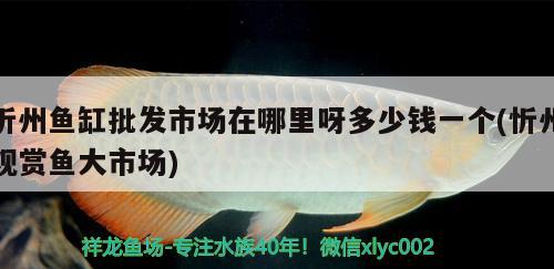 忻州魚缸批發(fā)市場在哪里呀多少錢一個(忻州觀賞魚大市場) 虎魚百科 第2張