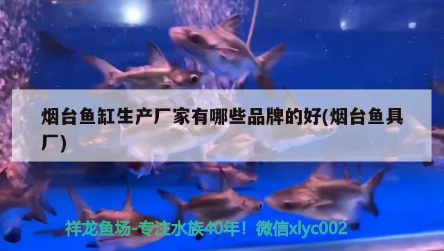 煙臺魚缸生產廠家有哪些品牌的好(煙臺魚具廠) 金龍魚百科