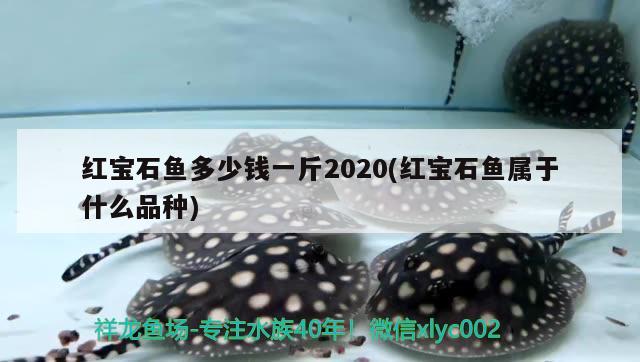 紅寶石魚多少錢一斤2020(紅寶石魚屬于什么品種)