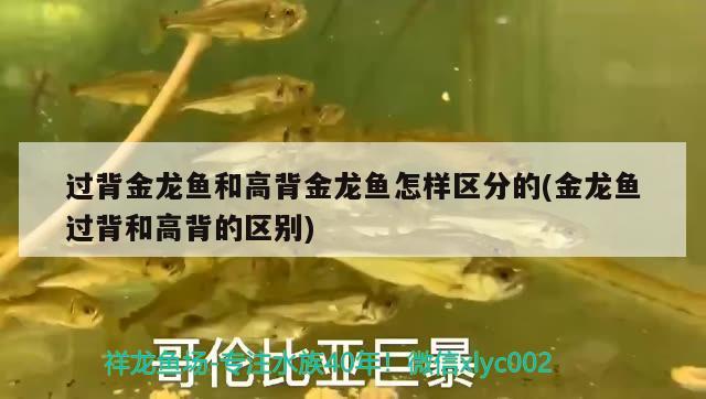 過背金龍魚和高背金龍魚怎樣區(qū)分的(金龍魚過背和高背的區(qū)別) 高背金龍魚