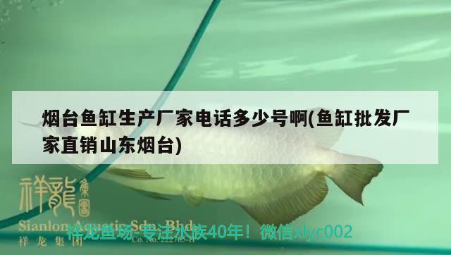 煙臺魚缸生產(chǎn)廠家電話多少號啊(魚缸批發(fā)廠家直銷山東煙臺) 廣州龍魚批發(fā)市場