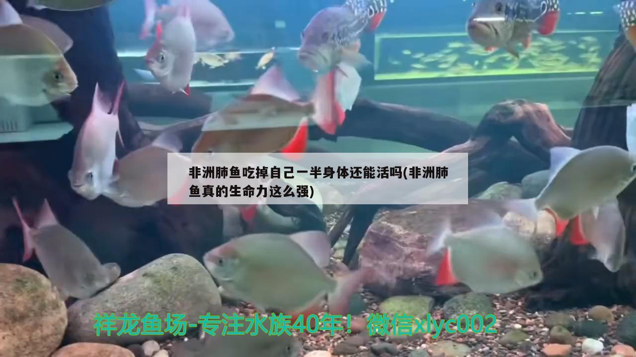 非洲肺魚吃掉自己一半身體還能活嗎(非洲肺魚真的生命力這么強(qiáng))