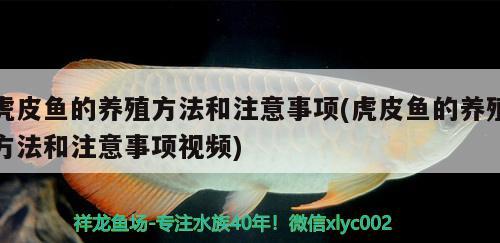 虎皮魚(yú)的養(yǎng)殖方法和注意事項(xiàng)(虎皮魚(yú)的養(yǎng)殖方法和注意事項(xiàng)視頻) 觀賞魚(yú)