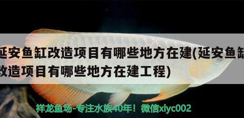 延安魚缸改造項目有哪些地方在建(延安魚缸改造項目有哪些地方在建工程) 泰國虎魚