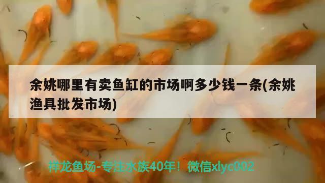 余姚哪里有賣魚缸的市場啊多少錢一條(余姚漁具批發(fā)市場)