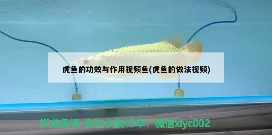 虎魚的功效與作用視頻魚(虎魚的做法視頻)