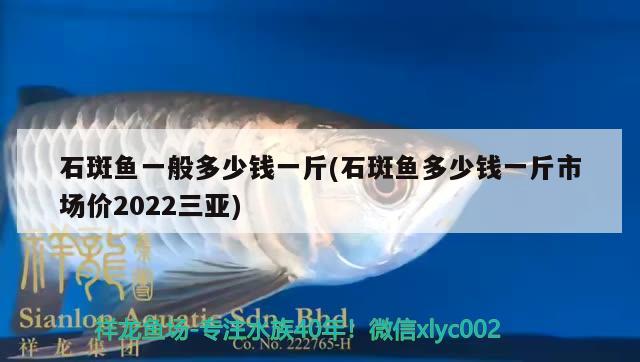 石斑魚一般多少錢一斤(石斑魚多少錢一斤市場價2022三亞) 觀賞魚