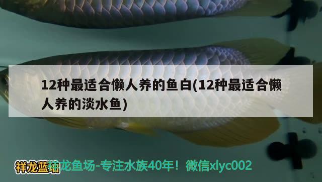 12種最適合懶人養(yǎng)的魚白(12種最適合懶人養(yǎng)的淡水魚) 觀賞魚