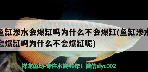 魚缸滲水會(huì)爆缸嗎為什么不會(huì)爆缸(魚缸滲水會(huì)爆缸嗎為什么不會(huì)爆缸呢)