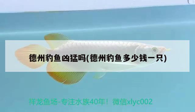 德州豹魚兇猛嗎(德州豹魚多少錢一只) 觀賞魚