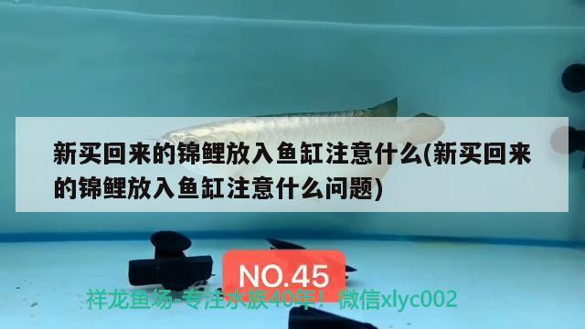 新買回來的錦鯉放入魚缸注意什么(新買回來的錦鯉放入魚缸注意什么問題)