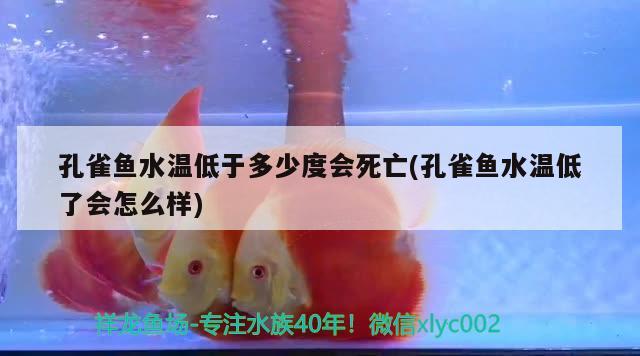 孔雀魚水溫低于多少度會死亡(孔雀魚水溫低了會怎么樣)