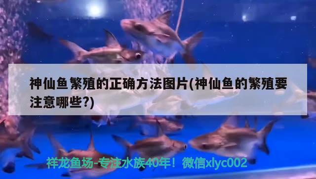 神仙魚繁殖的正確方法圖片(神仙魚的繁殖要注意哪些?)