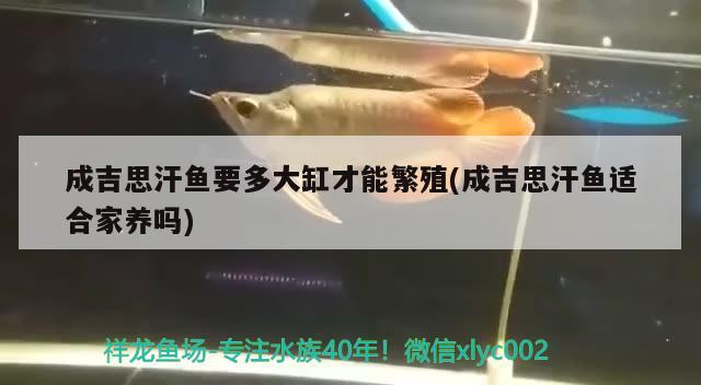 成吉思汗魚要多大缸才能繁殖(成吉思汗魚適合家養(yǎng)嗎) 觀賞魚