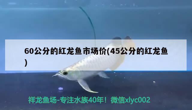 60公分的紅龍魚市場價(jià)(45公分的紅龍魚)