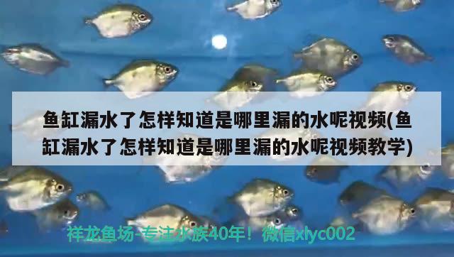 魚缸漏水了怎樣知道是哪里漏的水呢視頻(魚缸漏水了怎樣知道是哪里漏的水呢視頻教學)