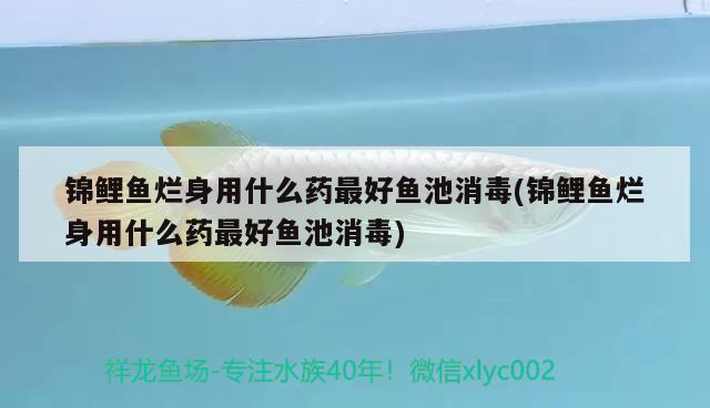 錦鯉魚爛身用什么藥最好魚池消毒(錦鯉魚爛身用什么藥最好魚池消毒)