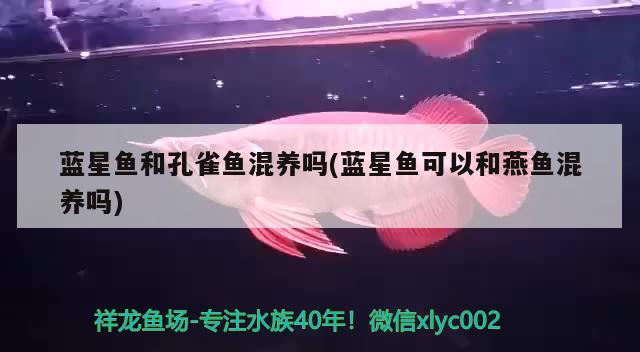 藍(lán)星魚和孔雀魚混養(yǎng)嗎(藍(lán)星魚可以和燕魚混養(yǎng)嗎)