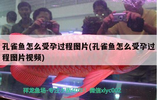 孔雀魚怎么受孕過(guò)程圖片(孔雀魚怎么受孕過(guò)程圖片視頻)