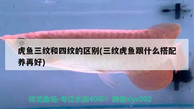 虎魚三紋和四紋的區(qū)別(三紋虎魚跟什么搭配養(yǎng)再好) 虎魚百科