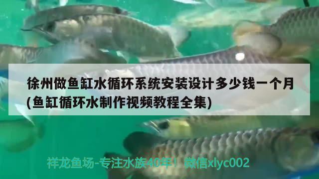 徐州做魚缸水循環(huán)系統(tǒng)安裝設(shè)計(jì)多少錢一個(gè)月(魚缸循環(huán)水制作視頻教程全集) 鸚鵡魚