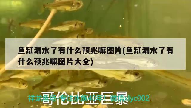 魚(yú)缸漏水了有什么預(yù)兆嘛圖片(魚(yú)缸漏水了有什么預(yù)兆嘛圖片大全)