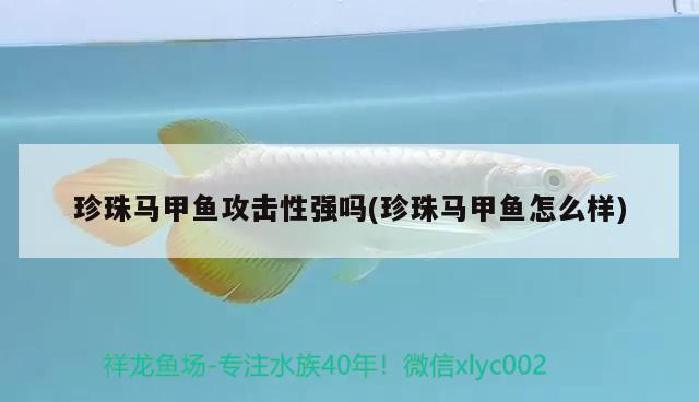 珍珠馬甲魚攻擊性強嗎(珍珠馬甲魚怎么樣)