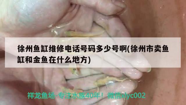 徐州魚缸維修電話號碼多少號啊(徐州市賣魚缸和金魚在什么地方)