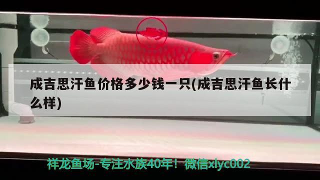 成吉思汗魚價(jià)格多少錢一只(成吉思汗魚長什么樣)