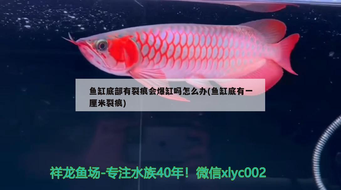 魚缸底部有裂痕會(huì)爆缸嗎怎么辦(魚缸底有一厘米裂痕) 馬拉莫寶石魚