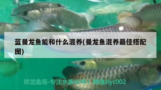 藍曼龍魚能和什么混養(yǎng)(曼龍魚混養(yǎng)最佳搭配圖) 觀賞魚