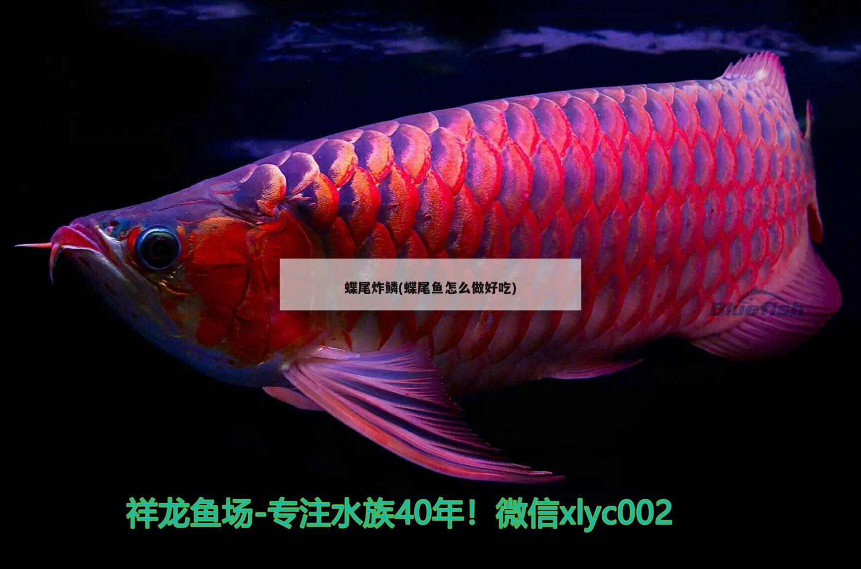 蝶尾炸鱗(蝶尾魚怎么做好吃) 觀賞魚