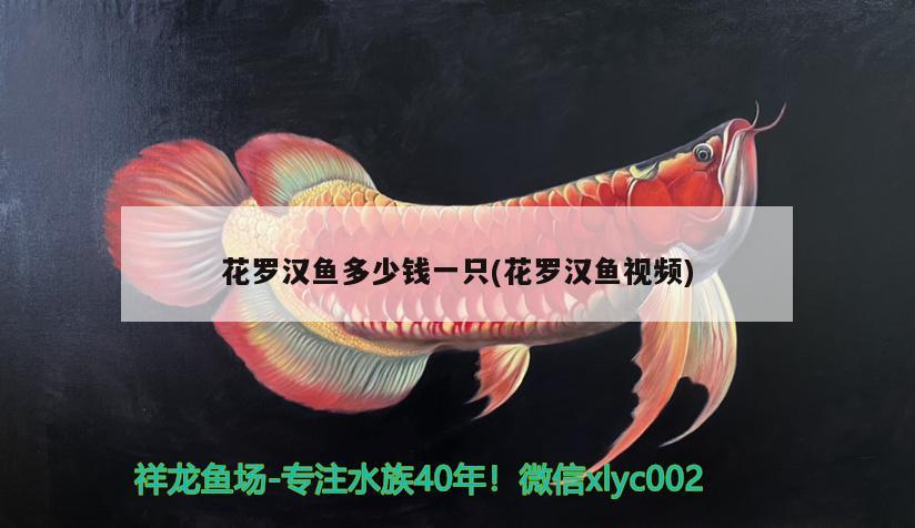 花羅漢魚多少錢一只(花羅漢魚視頻) 羅漢魚