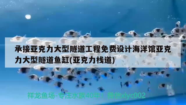 承接亞克力大型隧道工程免費(fèi)設(shè)計海洋館亞克力大型隧道魚缸(亞克力棧道)