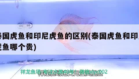 泰國(guó)虎魚和印尼虎魚的區(qū)別(泰國(guó)虎魚和印尼虎魚哪個(gè)貴) 虎魚百科