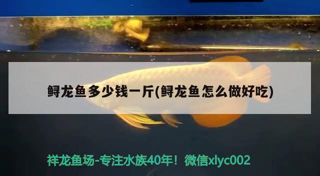 鱘龍魚多少錢一斤(鱘龍魚怎么做好吃)