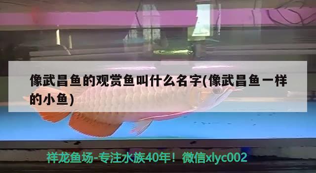 像武昌魚的觀賞魚叫什么名字(像武昌魚一樣的小魚) 狗仔（招財貓)魚苗